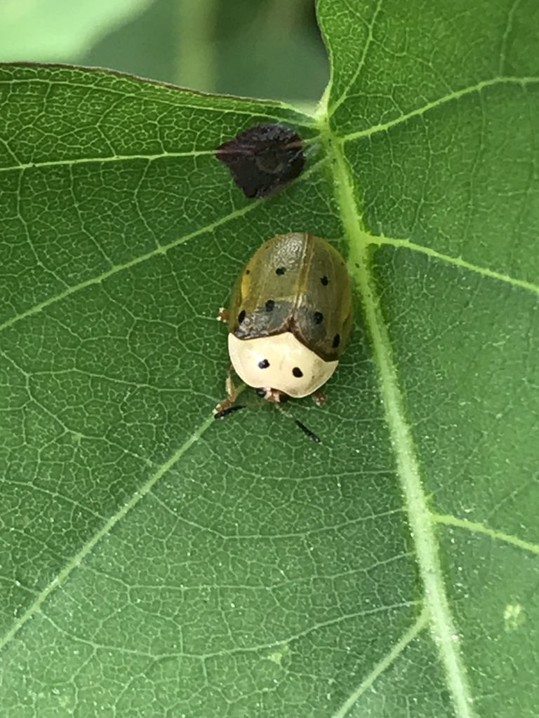 Phytodectoidea duodecimsignata