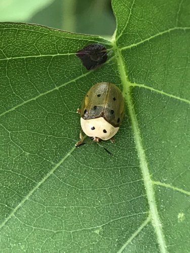 Phytodectoidea duodecimsignata