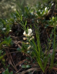 Astragalus miser