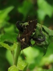 Piezogaster scutellaris