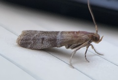 Moodna pallidostrinella