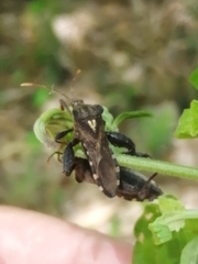 Piezogaster scutellaris