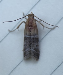 Moodna pallidostrinella