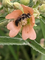 Calliopsis subalpina