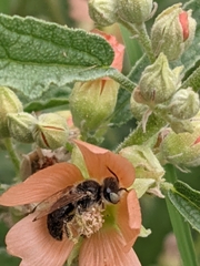 Calliopsis subalpina