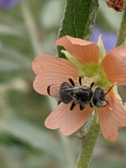 Calliopsis subalpina