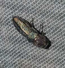 Agrilinae
