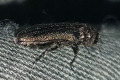 Agrilinae