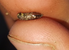 Agrilinae