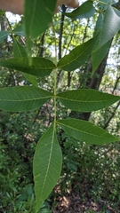 Carya illinoinensis