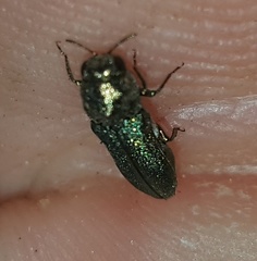 Agrilinae