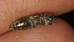 Agrilinae