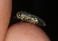 Agrilinae