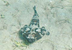 Ogcocephalus cubifrons