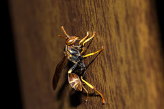 Mischocyttarus phthisicus