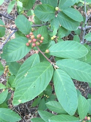 Frangula californica ursina