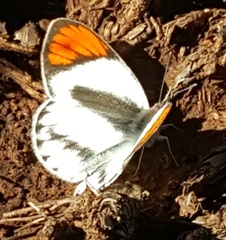 Colotis euippe omphale