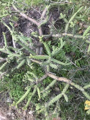 Opuntia pumila