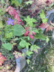 Geranium robertianum