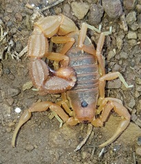 Parabuthus planicauda