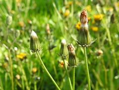 Crepis vesicaria taraxacifolia