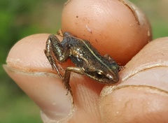 Cacosternum boettgeri