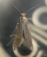 Schreckensteinia erythriella