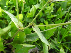 Crepis vesicaria taraxacifolia