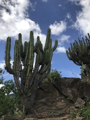 Myrtillocactus schenckii