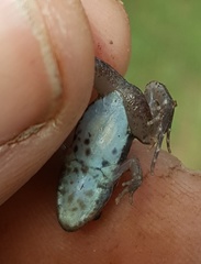 Cacosternum boettgeri