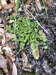 Houstonia procumbens