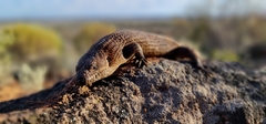 Egernia stokesii