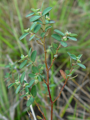 Euphorbia garberi