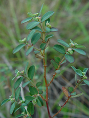Euphorbia garberi