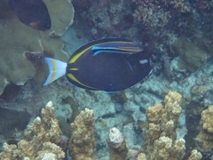 Acanthurus nigricans