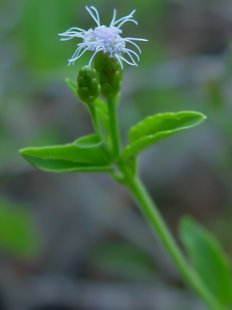 Chromolaena frustrata