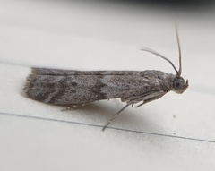Eurythmia angulella