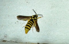 Paranthrene simulans