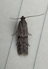 Eurythmia angulella