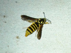 Paranthrene simulans