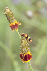 Trichodes bibalteatus