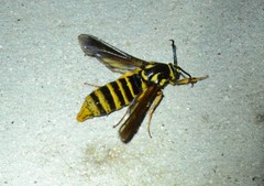 Paranthrene simulans