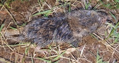 Cryptomys hottentotus