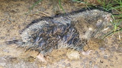 Cryptomys hottentotus