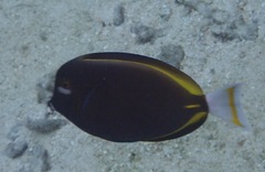 Acanthurus nigricans