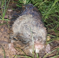 Cryptomys hottentotus