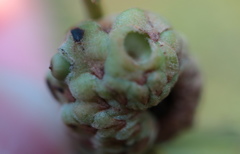 Callirhytis glandulus