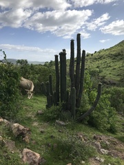 Stenocereus treleasei