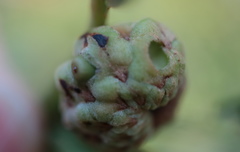 Callirhytis glandulus