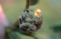 Callirhytis glandulus